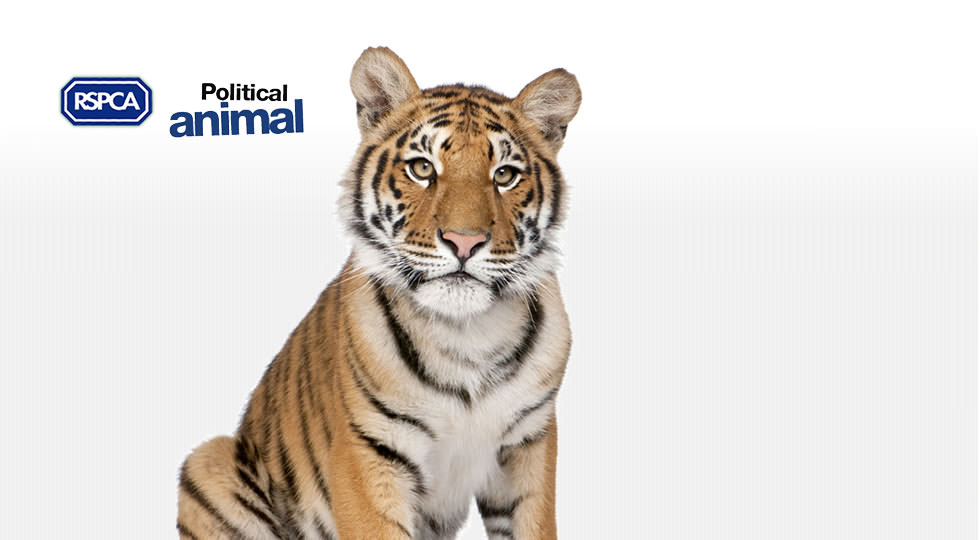 Picture of a Tiger and the RSPCA logo