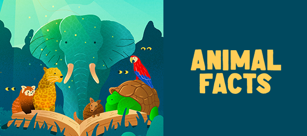Animal Facts Logo