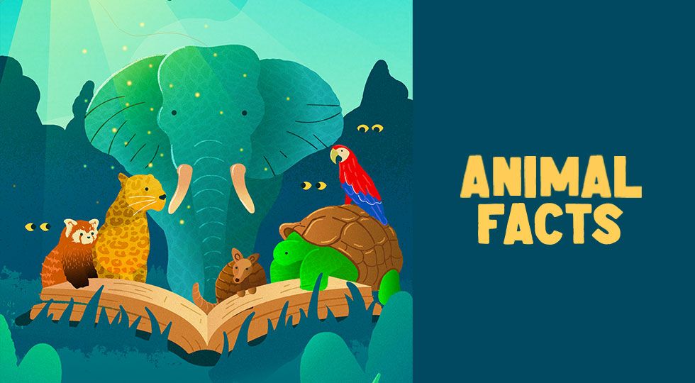 Animal Facts Logo